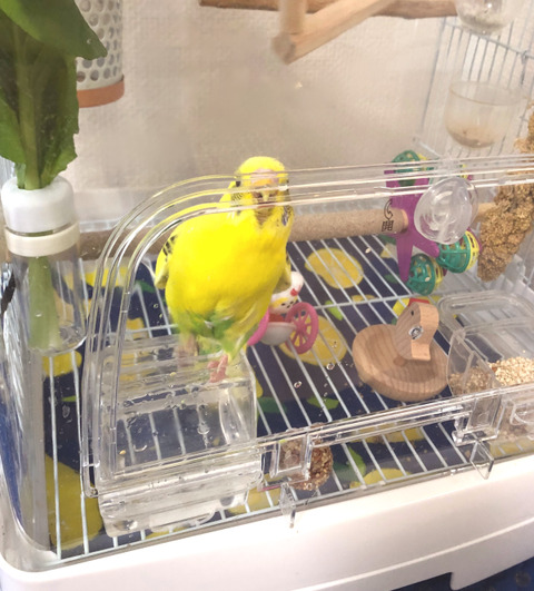 インコ０２